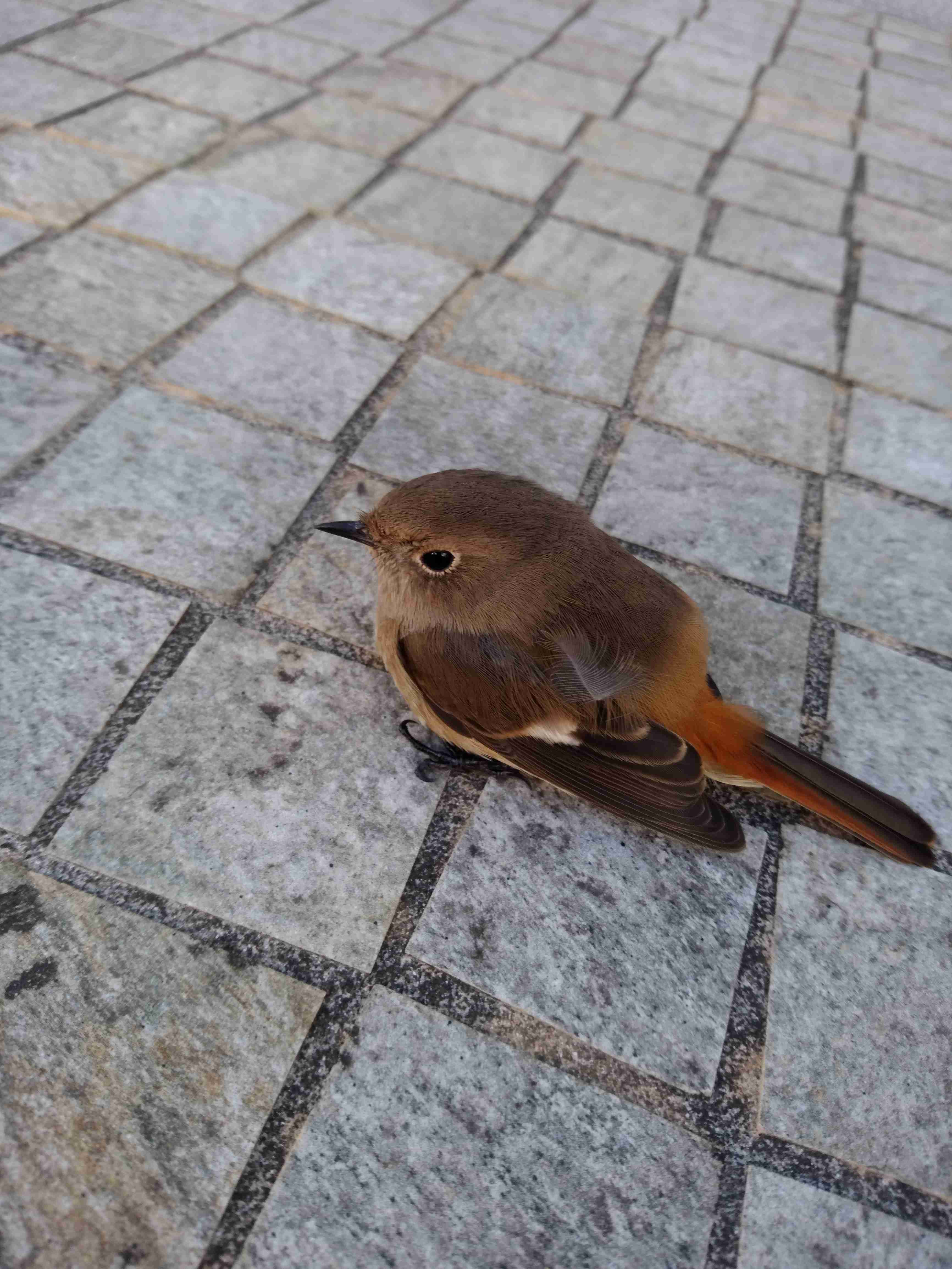 鳥が集まってくるトピ