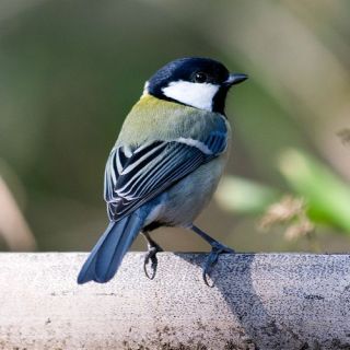 鳥が集まってくるトピ