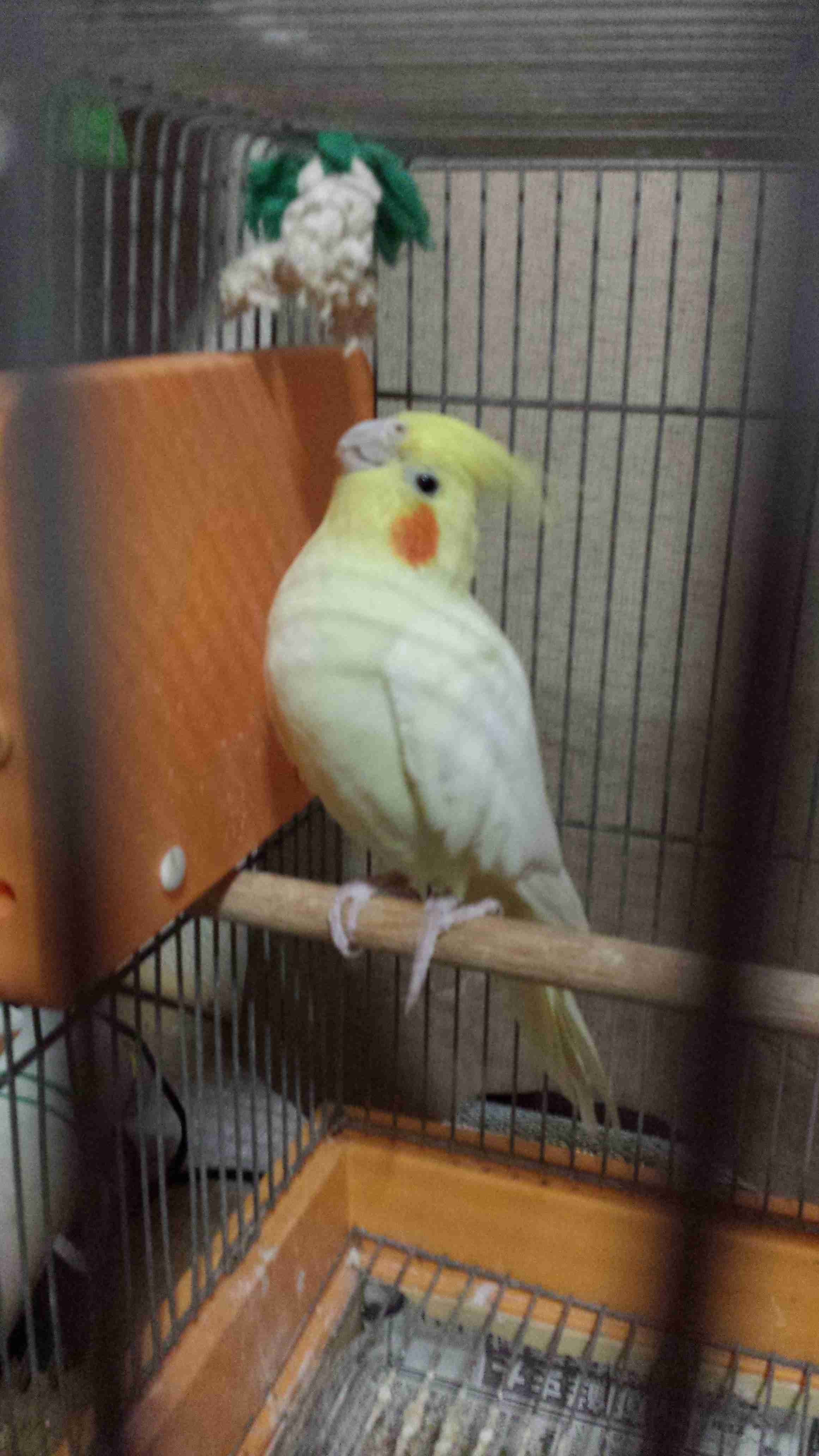 鳥が集まってくるトピ