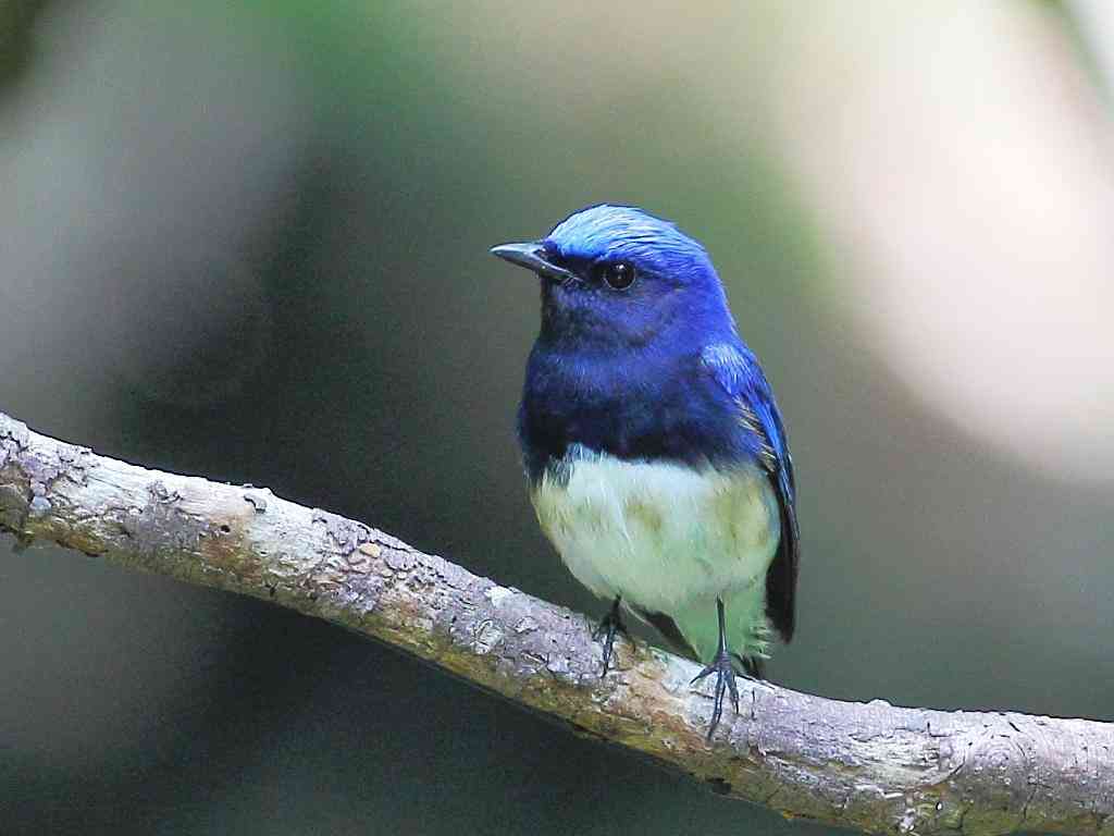 鳥が集まってくるトピ