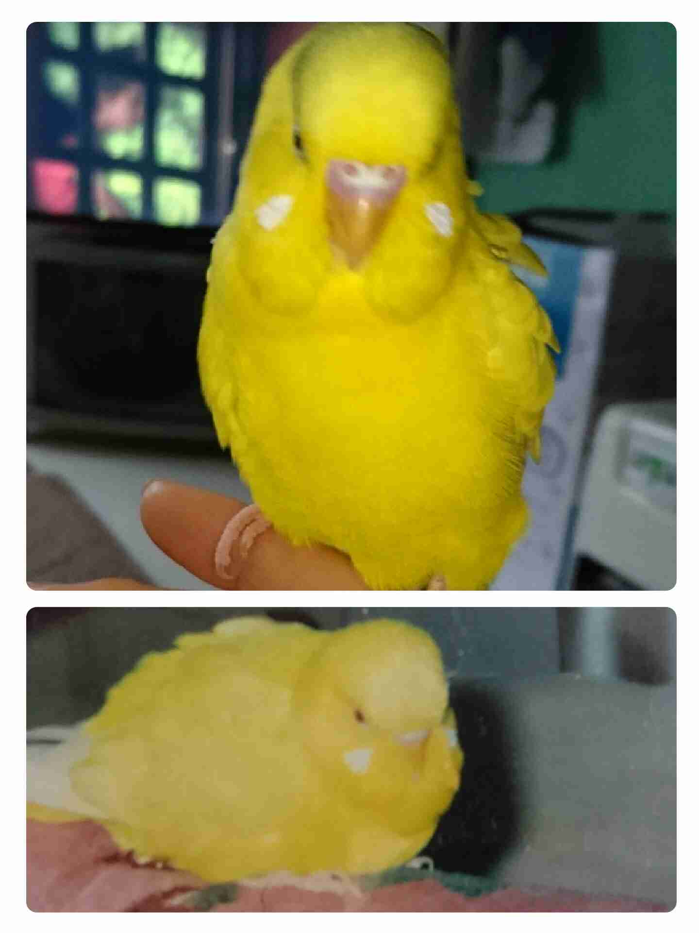 鳥が集まってくるトピ