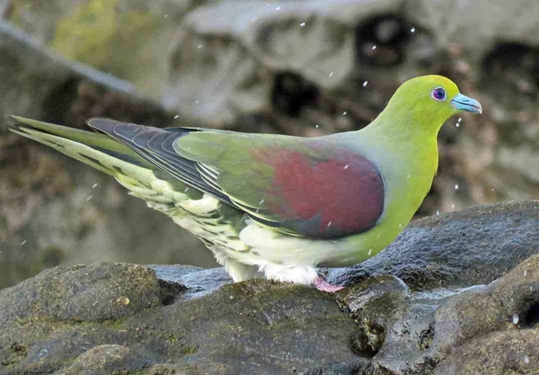 鳥が集まってくるトピ