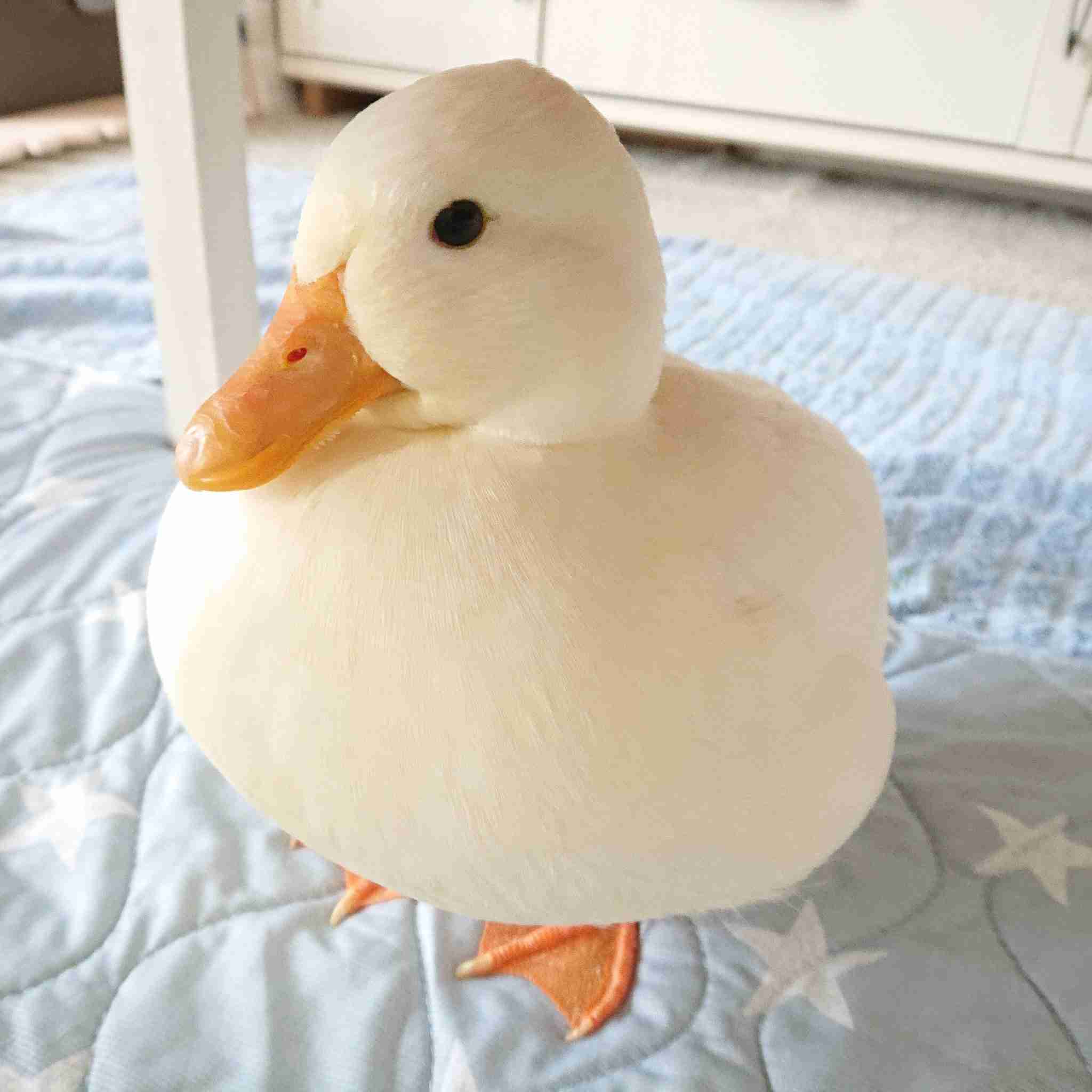 鳥が集まってくるトピ