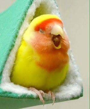 鳥が集まってくるトピ