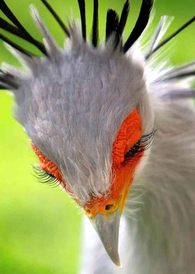 鳥が集まってくるトピ