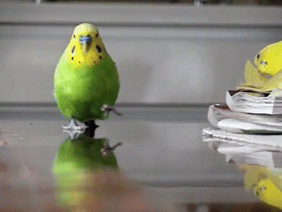 鳥が集まってくるトピ