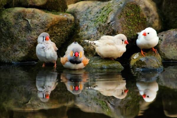 鳥が集まってくるトピ