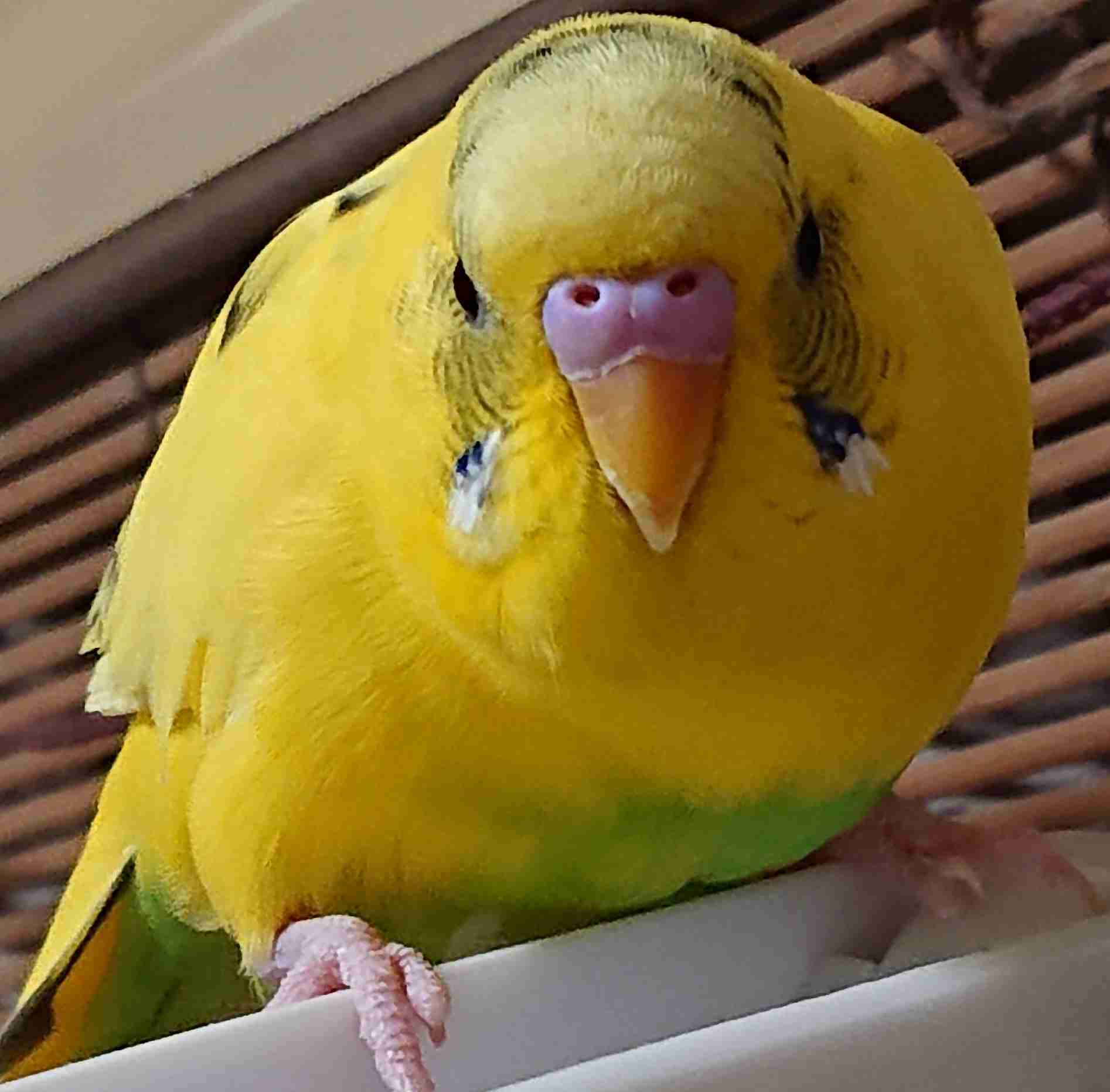 鳥が集まってくるトピ
