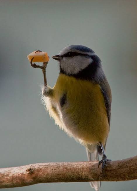 鳥が集まってくるトピ