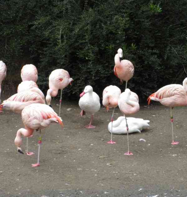 鳥が集まってくるトピ