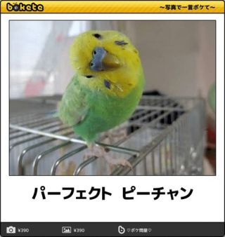 鳥が集まってくるトピ