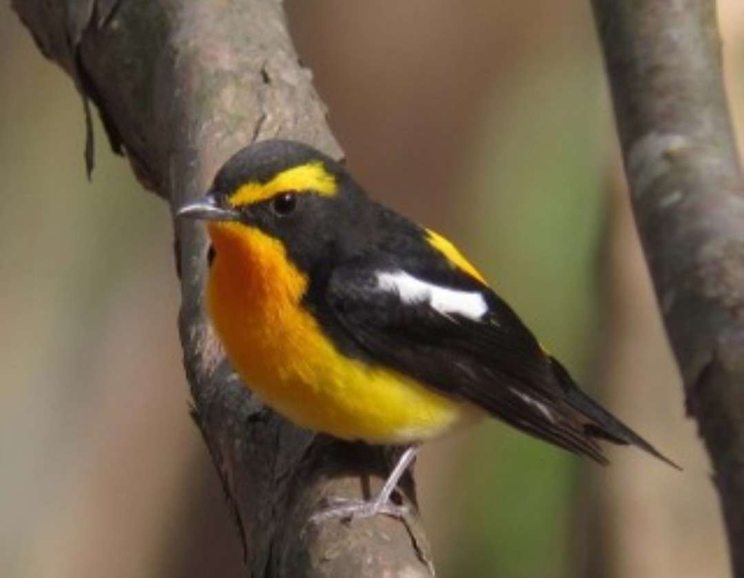 鳥が集まってくるトピ