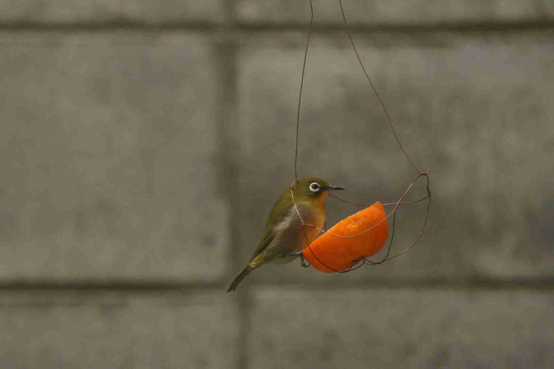 鳥が集まってくるトピ