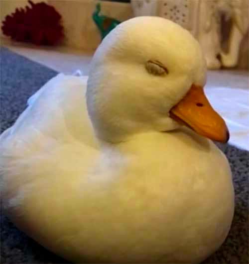 鳥が集まってくるトピ