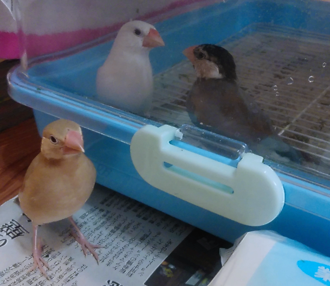 鳥が集まってくるトピ