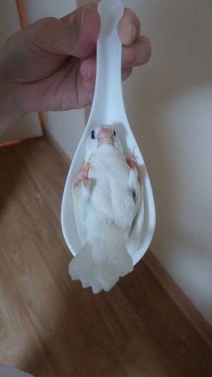 鳥が集まってくるトピ