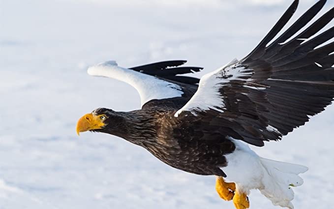 鳥が集まってくるトピ