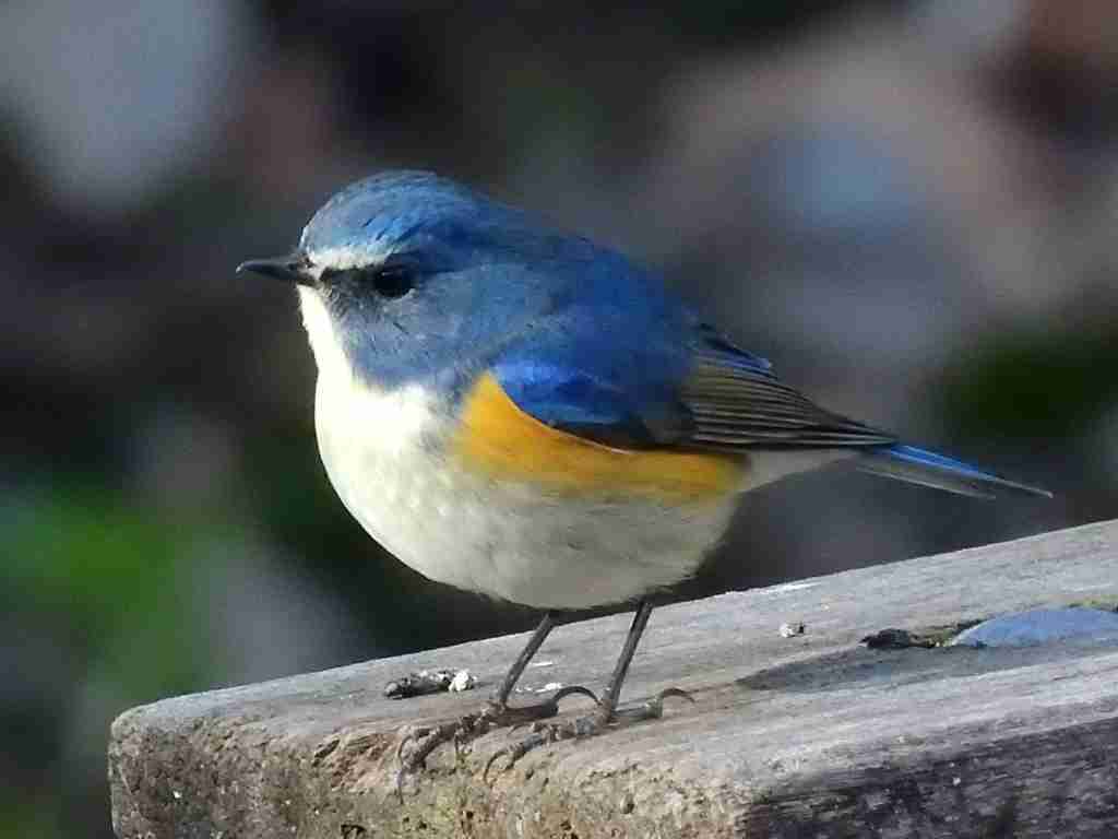 鳥が集まってくるトピ