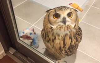 鳥が集まってくるトピ
