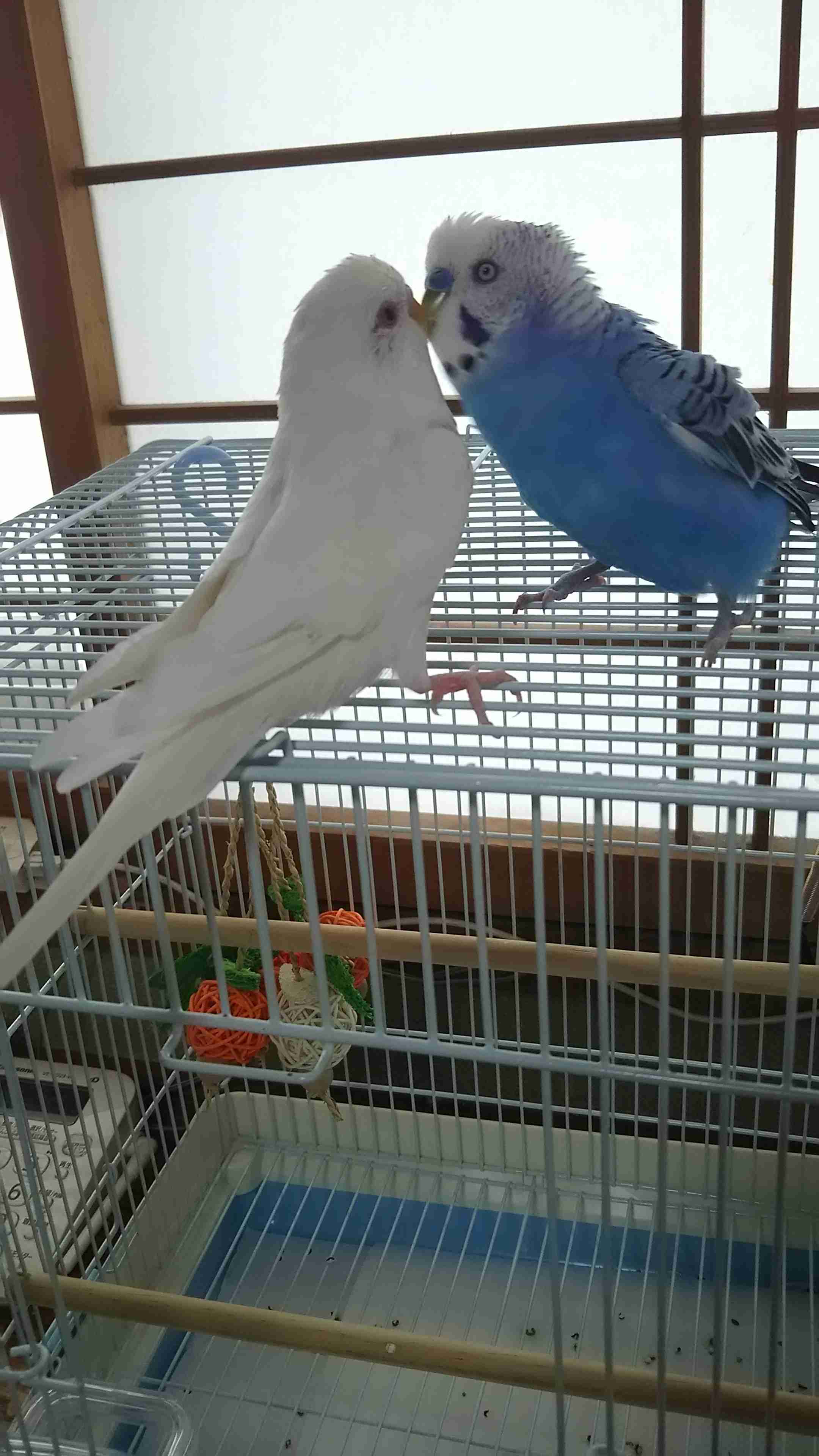 鳥が集まってくるトピ