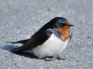 鳥が集まってくるトピ