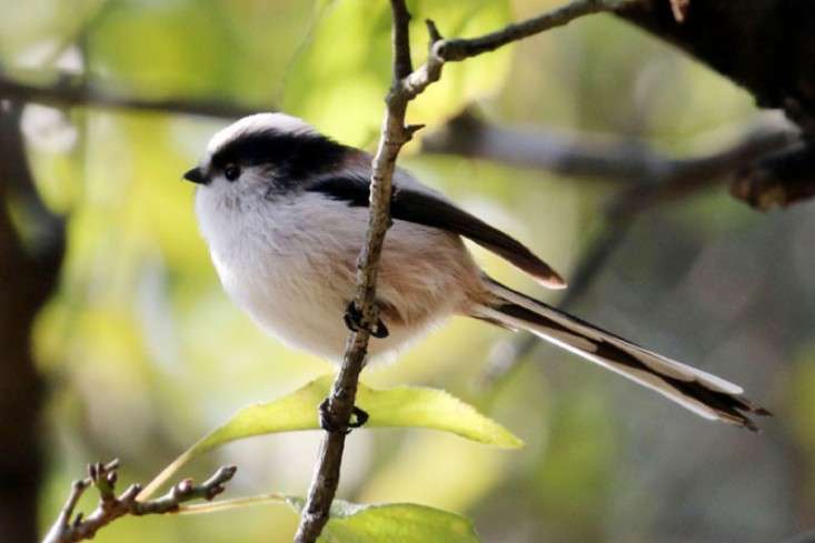 鳥が集まってくるトピ