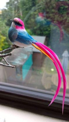 鳥が集まってくるトピ