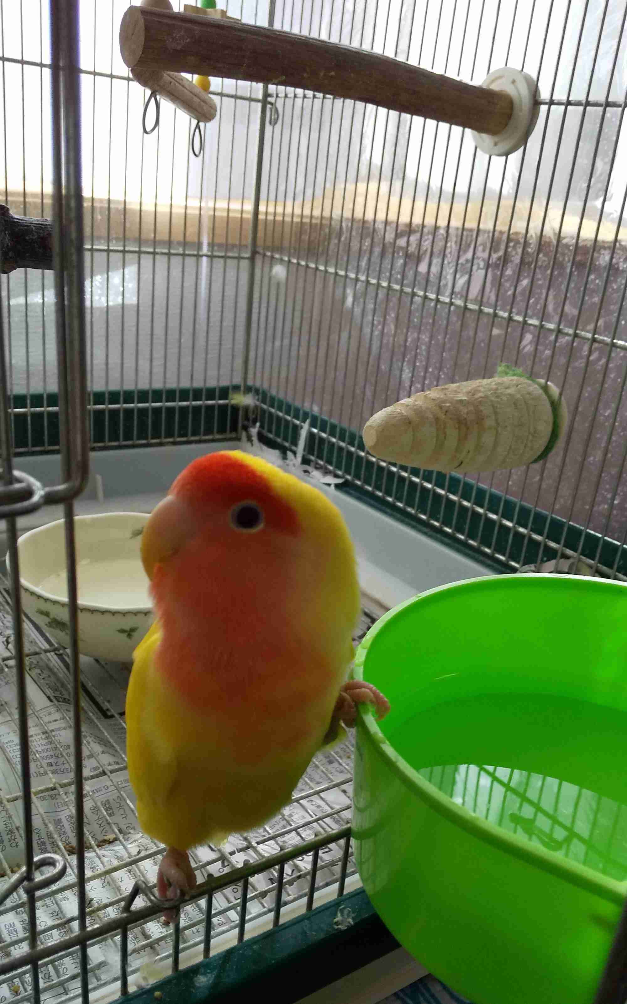 鳥が集まってくるトピ