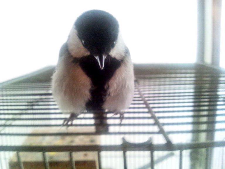 鳥が集まってくるトピ