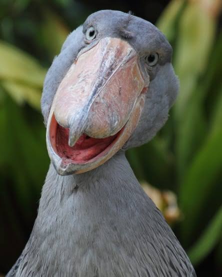 鳥が集まってくるトピ