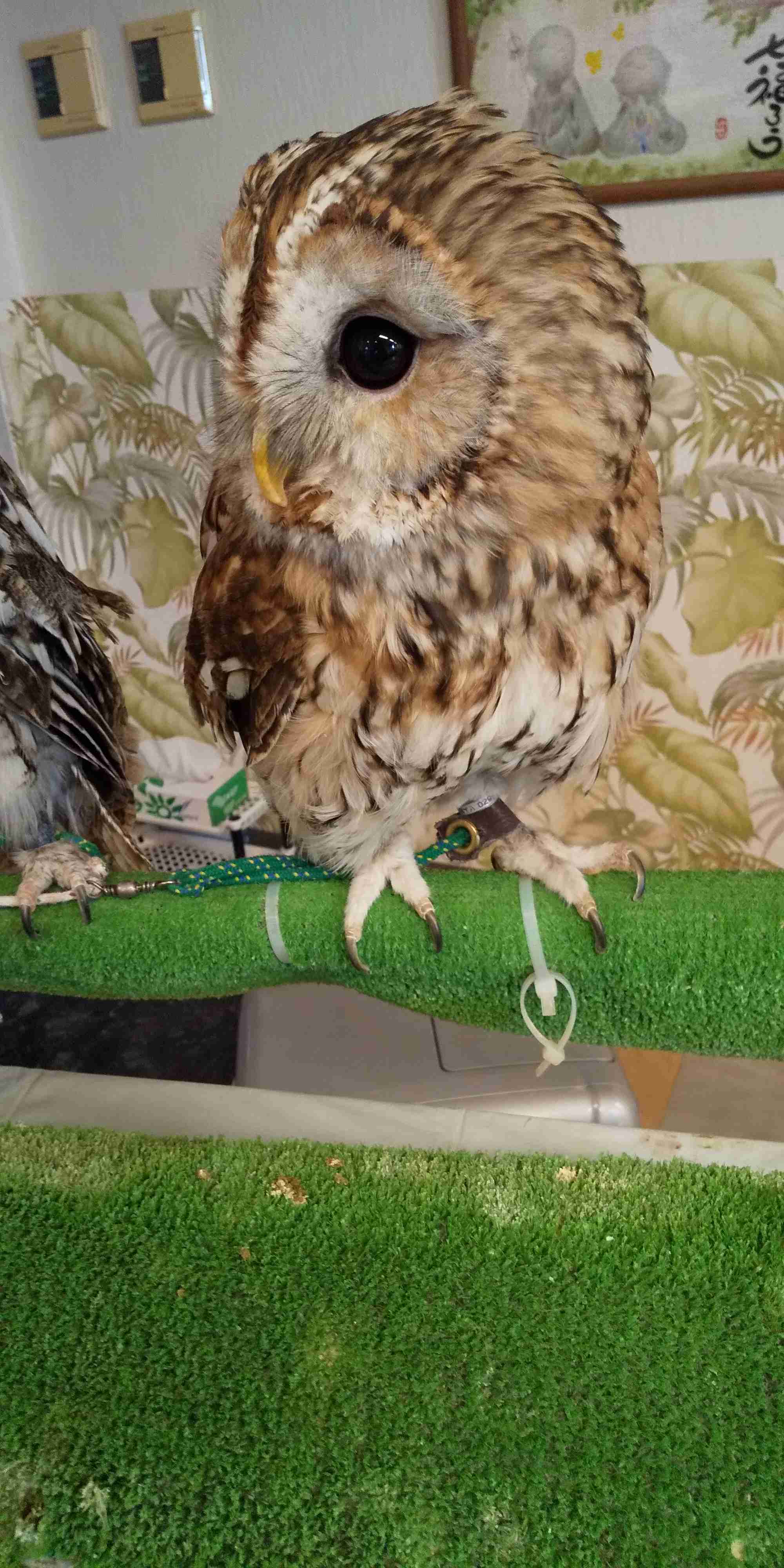 鳥が集まってくるトピ