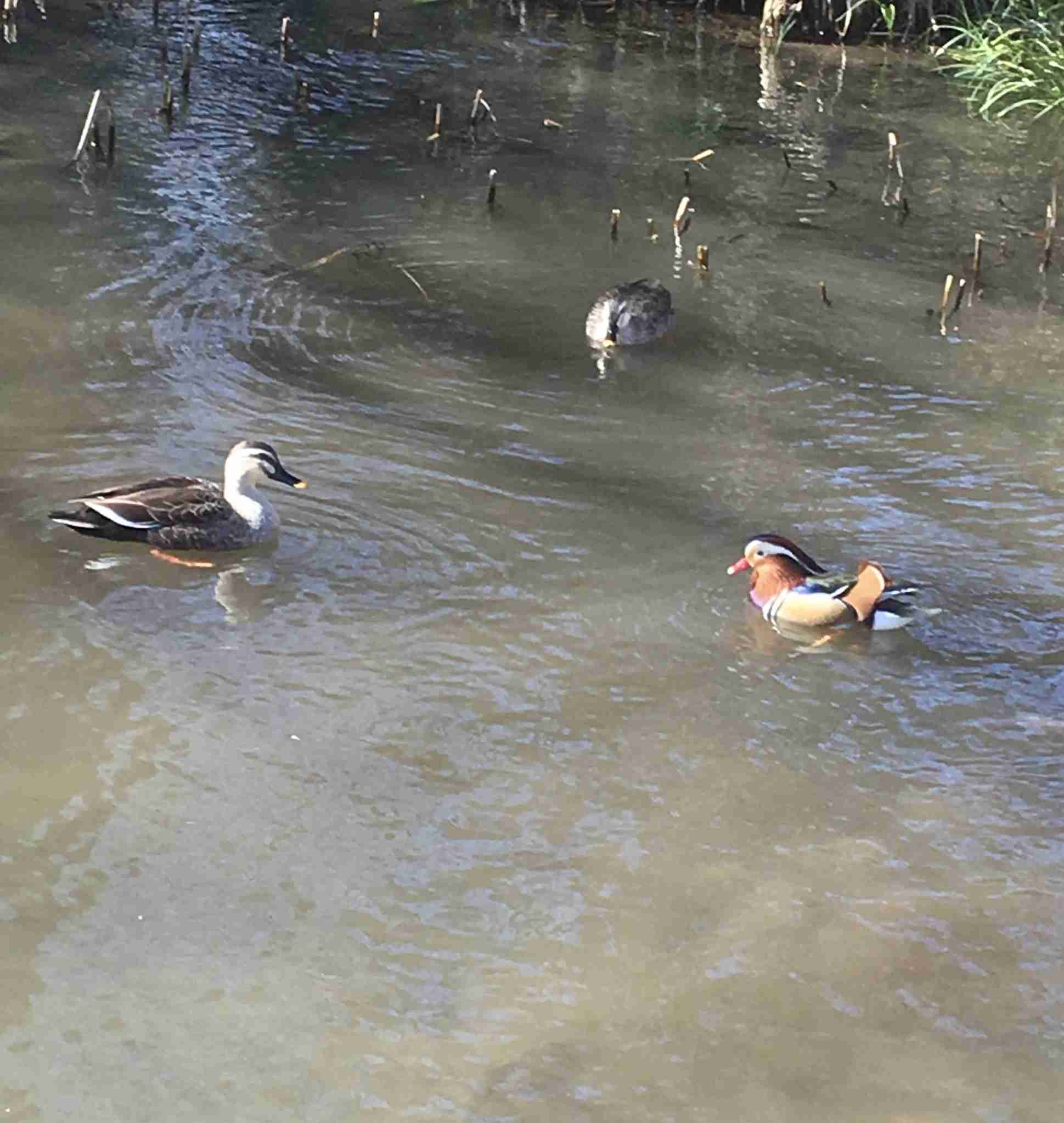 鳥が集まってくるトピ