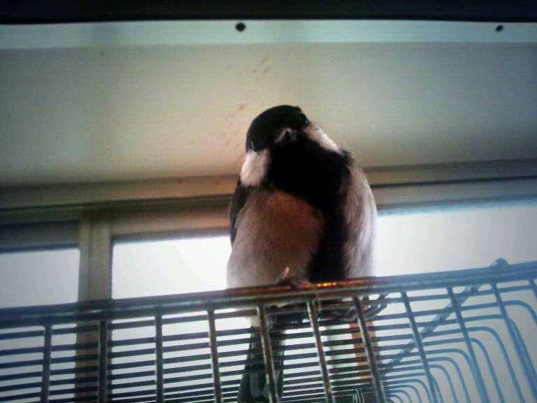鳥が集まってくるトピ