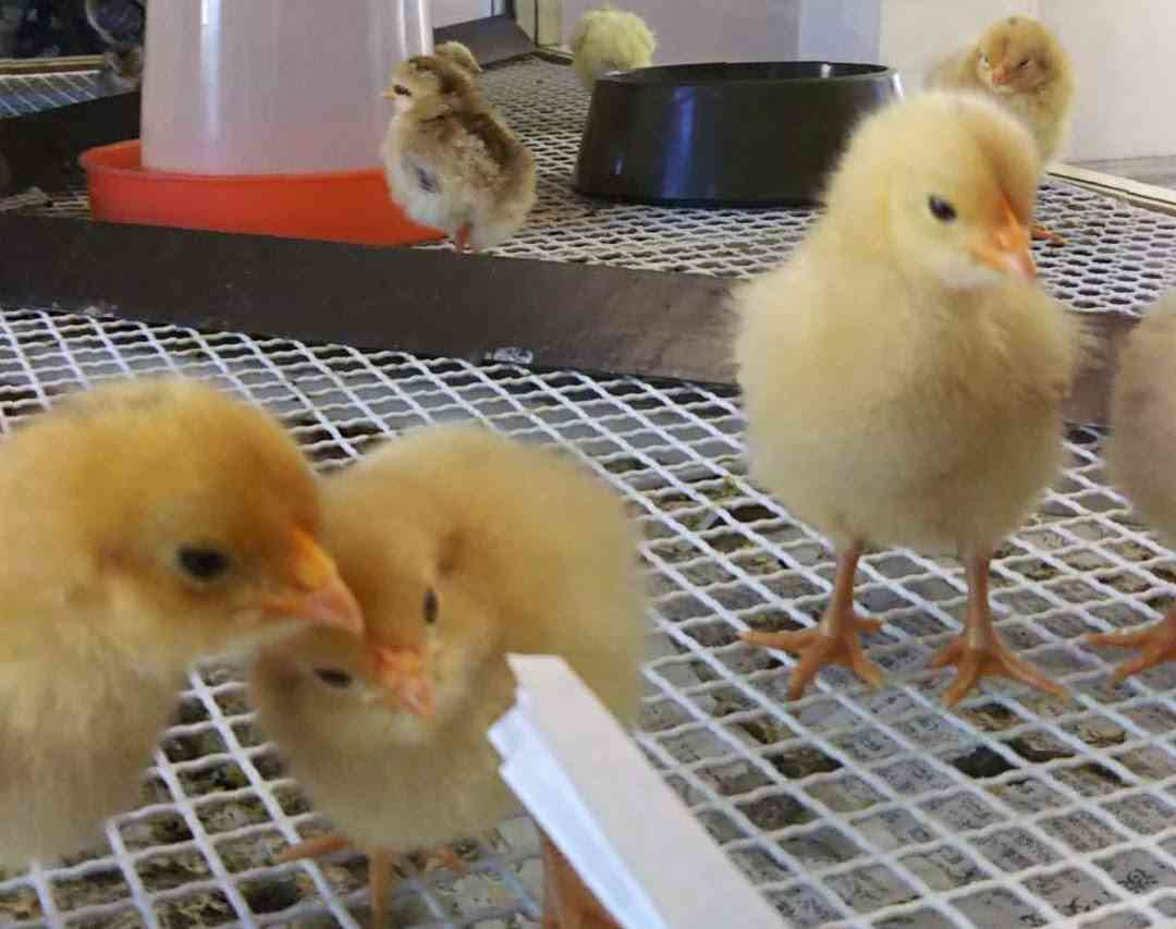 鳥が集まってくるトピ