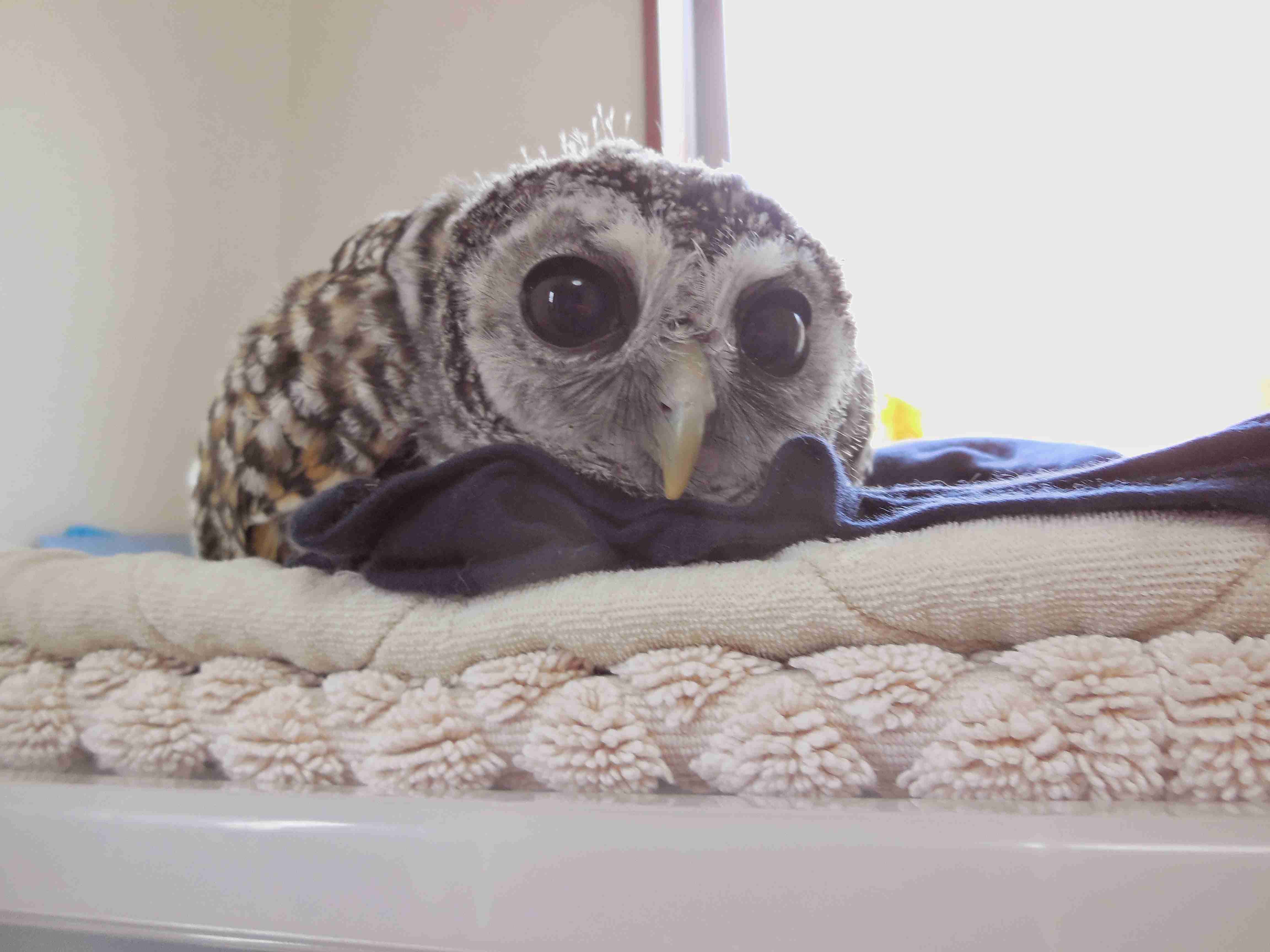 鳥が集まってくるトピ