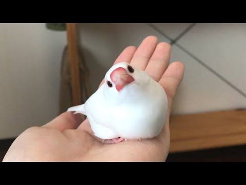 鳥が集まってくるトピ