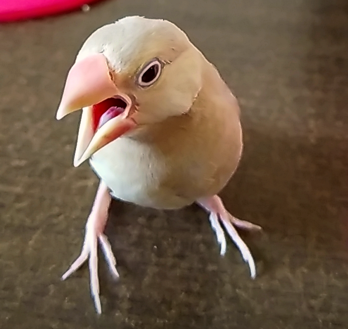 鳥が集まってくるトピ