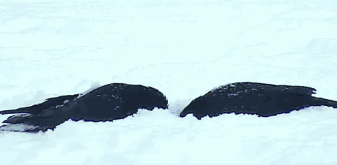 鳥が集まってくるトピ