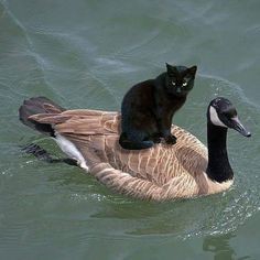 鳥が集まってくるトピ