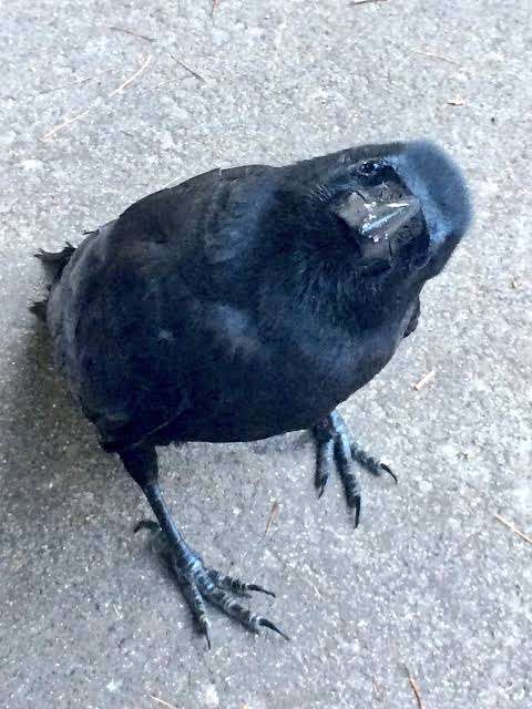 鳥が集まってくるトピ