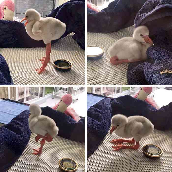 鳥が集まってくるトピ