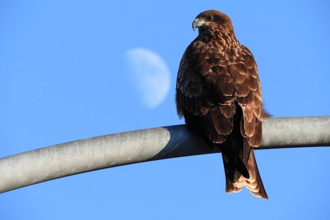 鳥が集まってくるトピ
