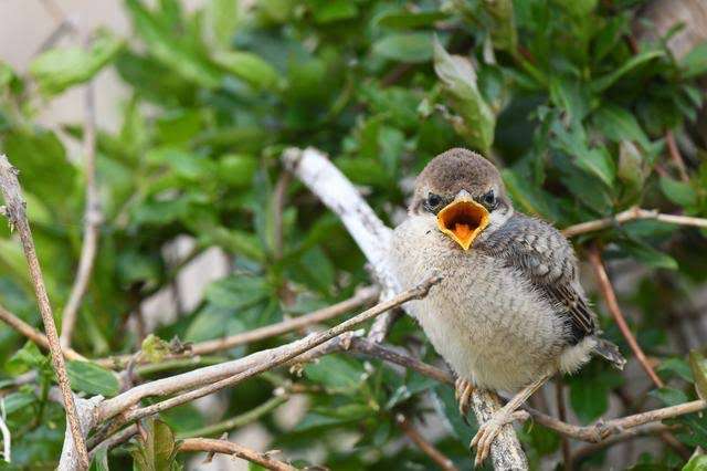 鳥が集まってくるトピ
