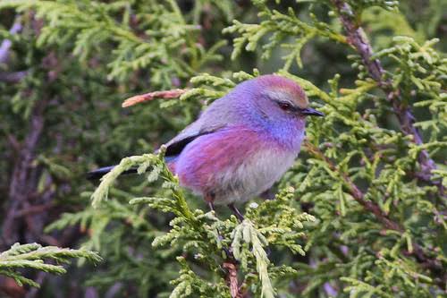 鳥が集まってくるトピ