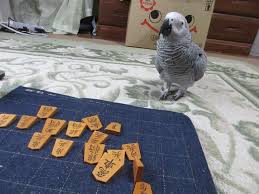 鳥が集まってくるトピ