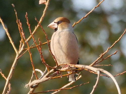 鳥が集まってくるトピ