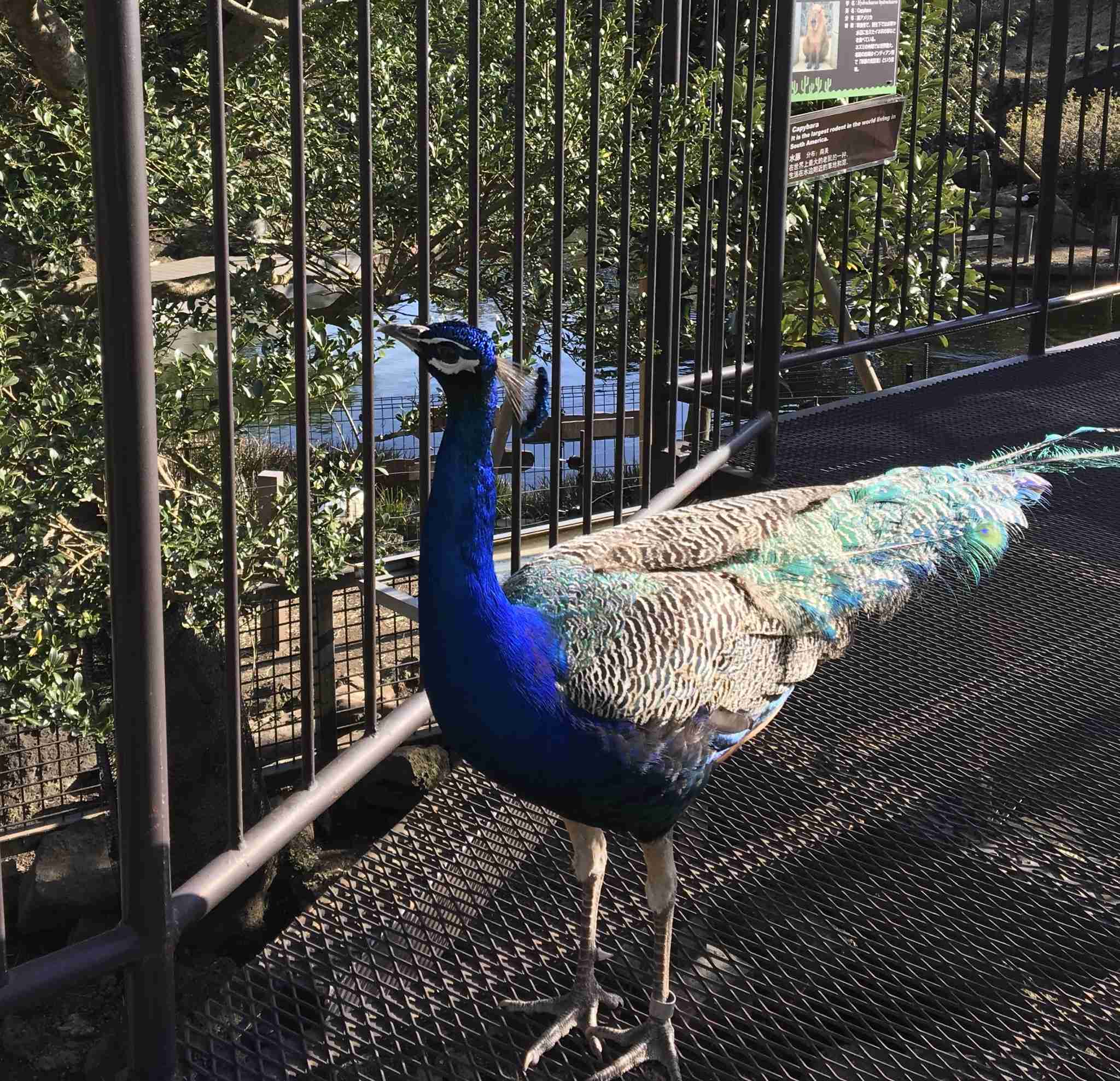 鳥が集まってくるトピ
