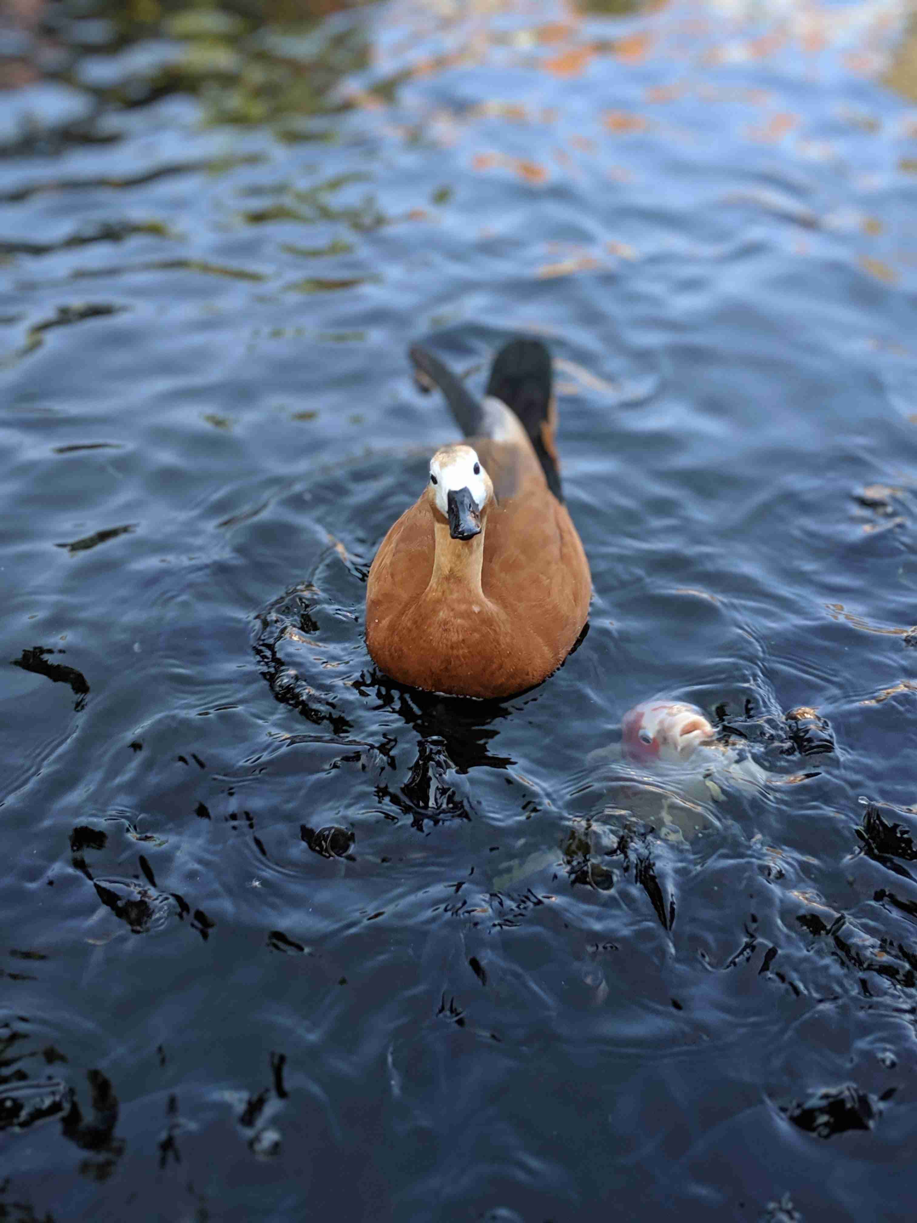 鳥が集まってくるトピ