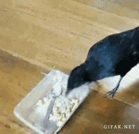 鳥が集まってくるトピ