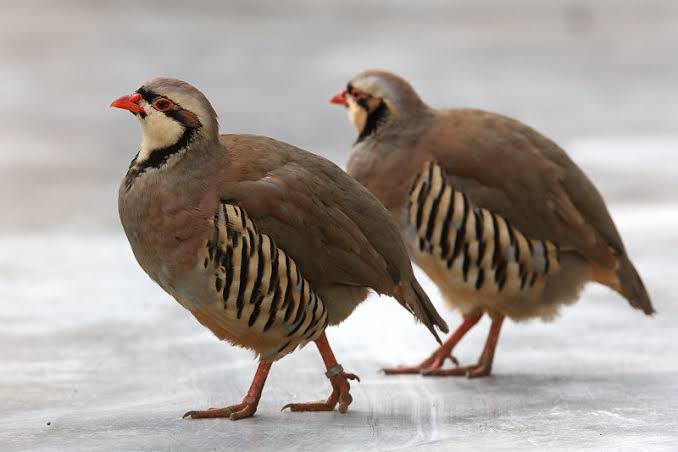 鳥が集まってくるトピ